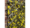Жасмин голоквітковий (Jasminum nudiflorum)